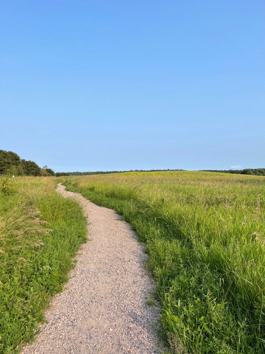 Image of a gravel path surrounded by wildflowers on a gravel path.